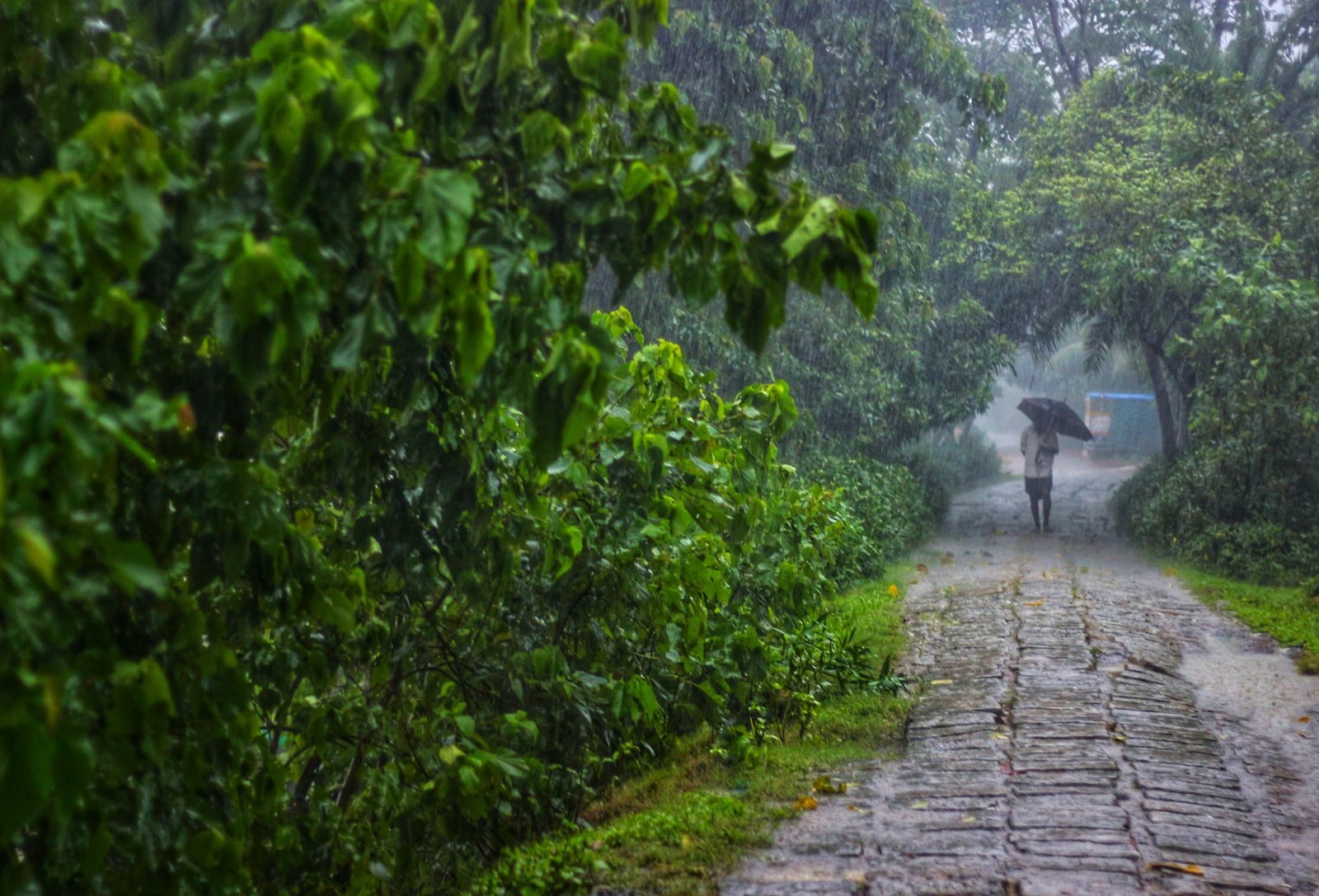 A person walks on a rain-soaked path with an umbrella through a dense, green forest.